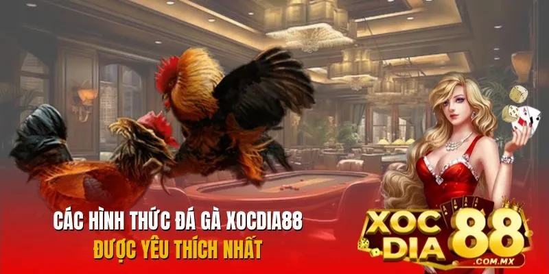 Đá gà Xocdia88 cung cấp đa dạng hình thức đặt cược cho anh em lựa chọn